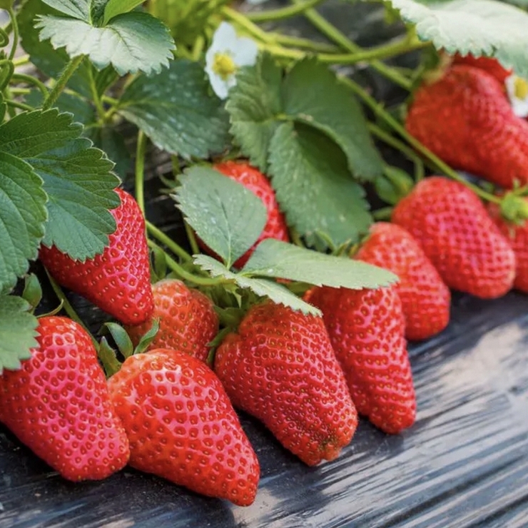 The purchase quantity of strawberry seedlings directly supplied by the base meets the requirements for direct delivery by national dedicated trains