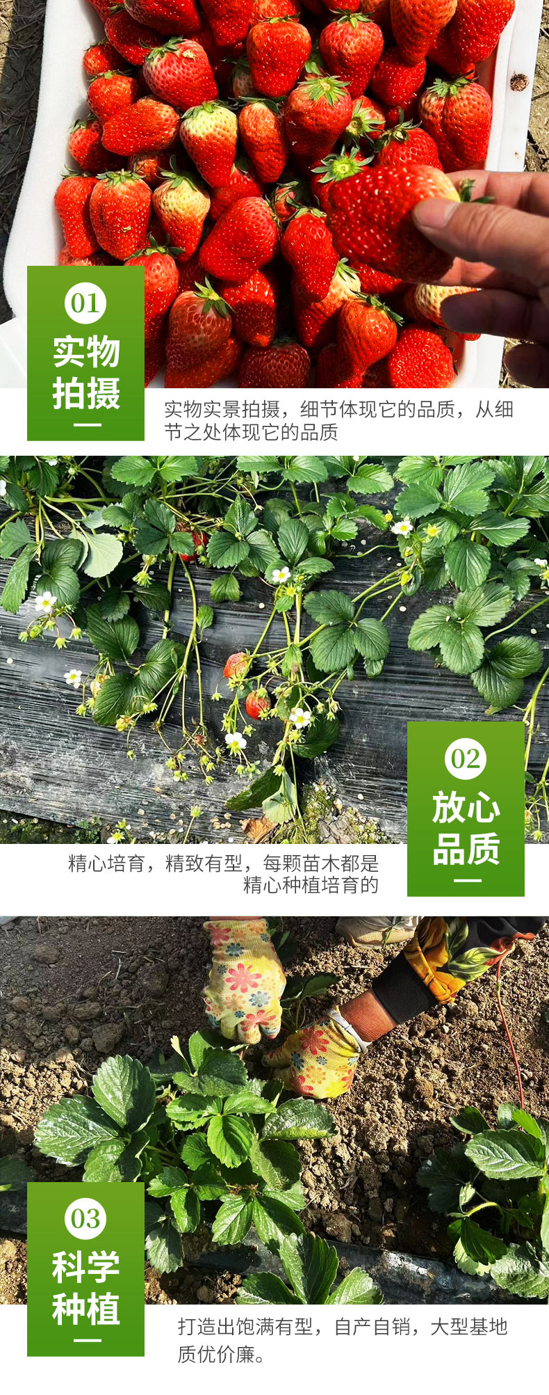 Cultivation of Red Strawberry Seedling Picking Base Using Flower Bud Differentiation Early LF293 Lufeng Horticulture