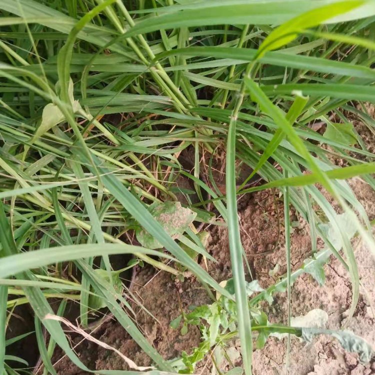 Potted seedlings with strong adaptability to environmental conditions in the Dabuni Pennisetum base, ornamental grass