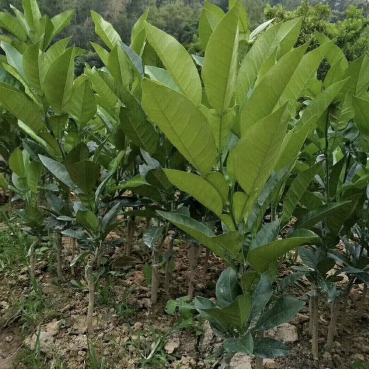 Wholesale Price Technical Guidance for Orange Red Seedlings in the Main Production Area of Orange Red Cultivation