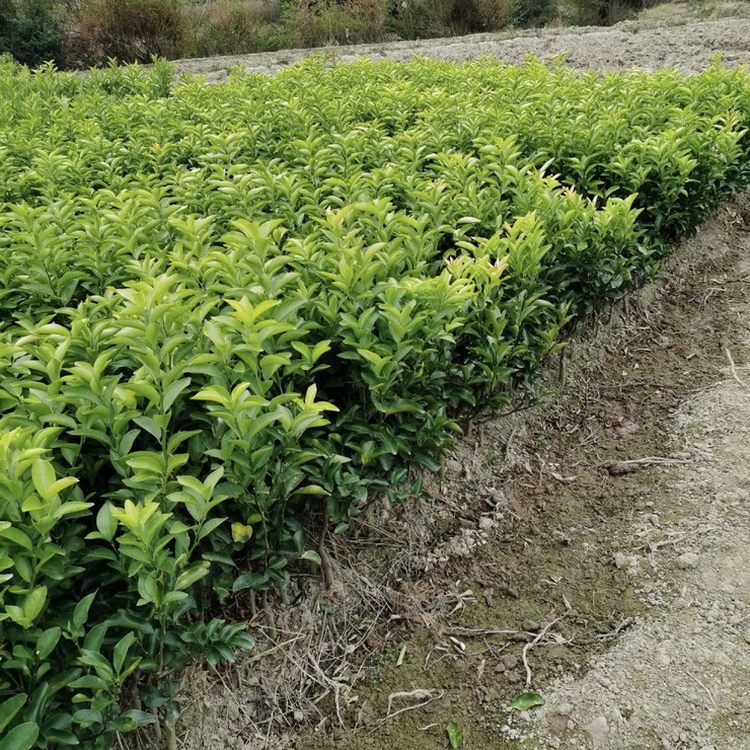 苗木合作社自营基地供应砂糖橘树苗 多年生根系发达 成活高规格齐全