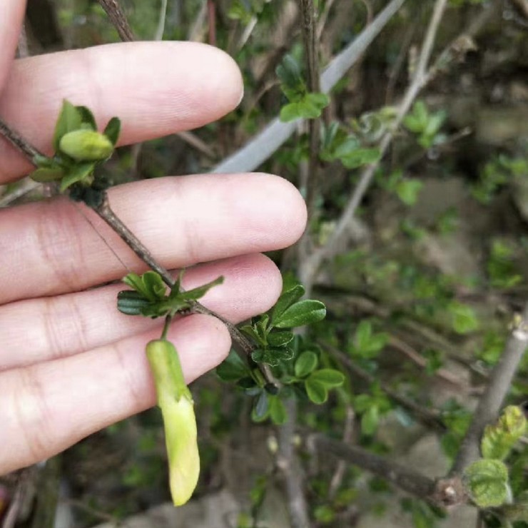 Direct Supply of Yellow Clove Seedlings by Farmers, Production Area, Quality Assurance, and Planting Technology Sharing