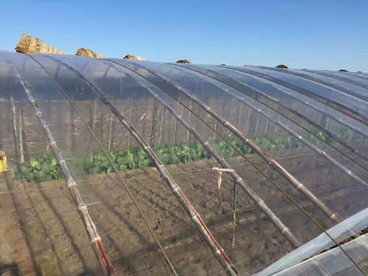 Shuaifeng Po greenhouse film vegetable insulation winter film with long service life, tensile and aging resistance, wholesale by manufacturers