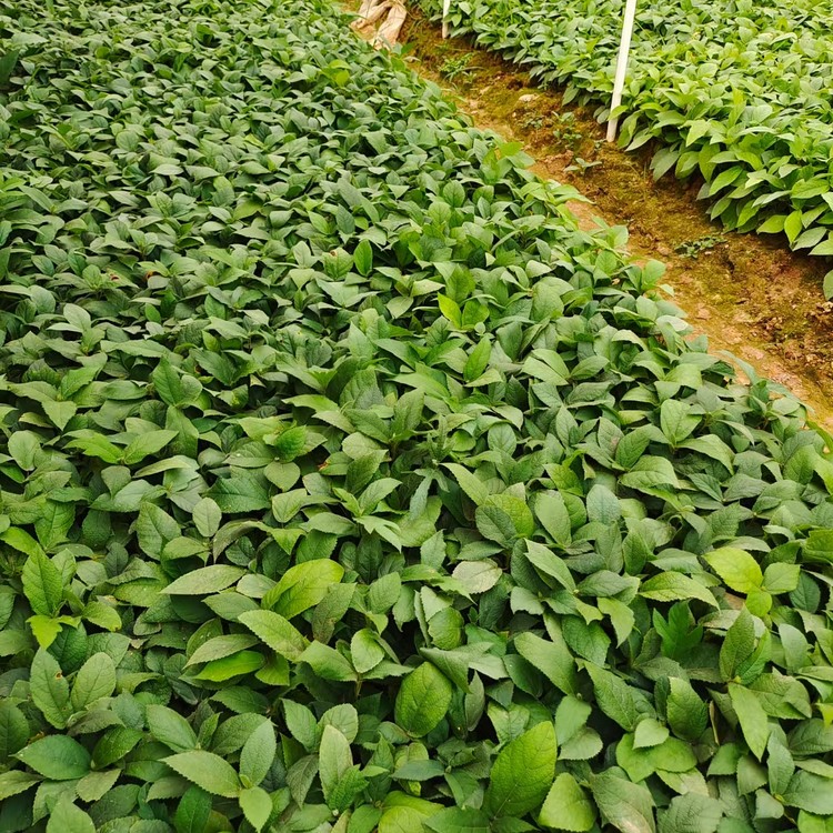 More than ten years of experience in seedling cultivation under the full process technical guidance of self operated seven finger peach seedlings in the seedling cooperative