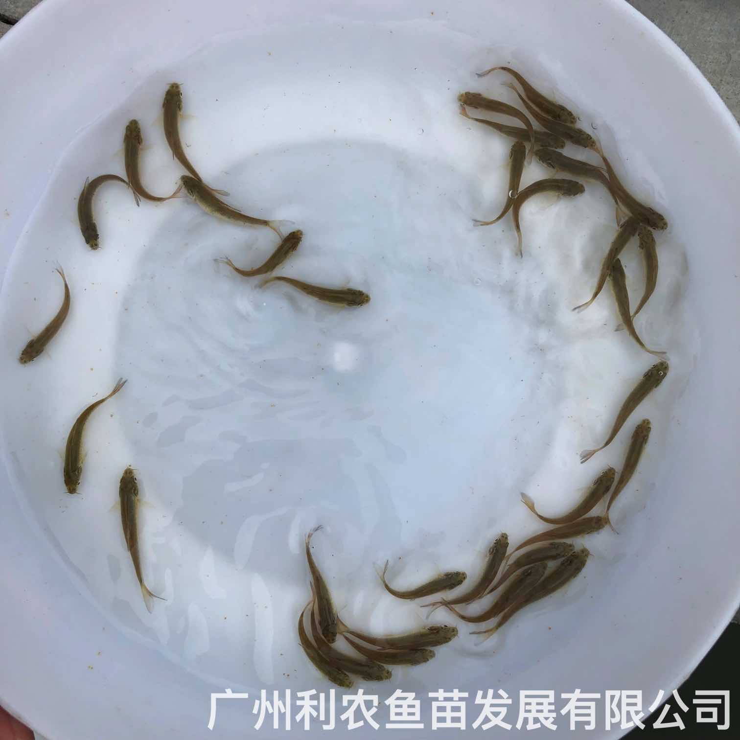 Wholesale of silver cod fry, large scale barbel fry breeding base, source breeding base, direct supply