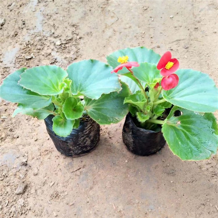 Four Seasons Begonia Seedling Flowering Period from March to December Perennial Greening Rental Ornamental Potting