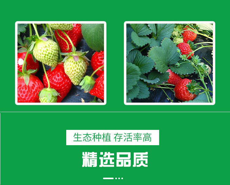 Milk Strawberry Seedlings, Large Fruit Shape, High Yield, Bright Color, Wholesale, Greenhouse Planting, Intelligent Forest Seedling Planting in Bases