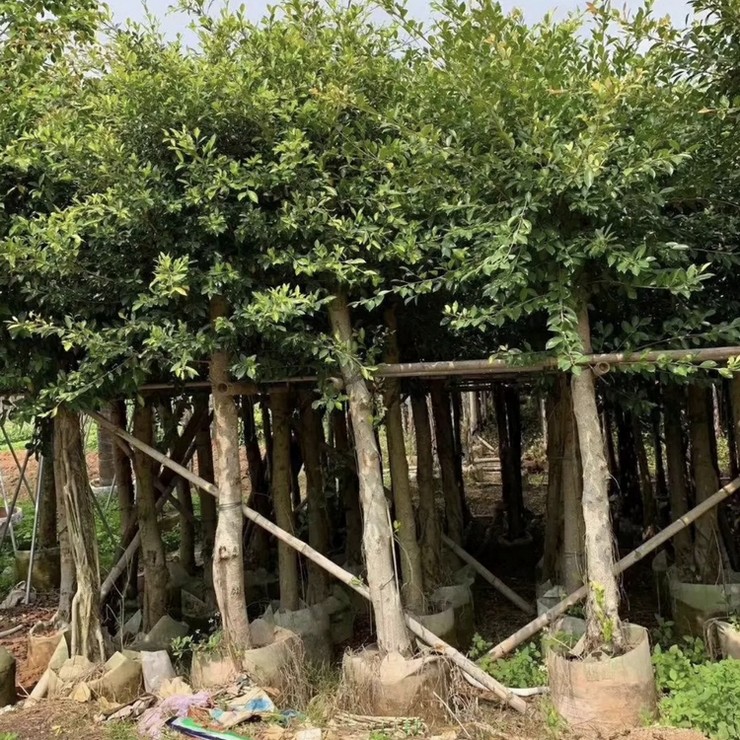 The base provides year-round supply of small leaved banyan mines with green seedlings, and the professional cooperative has excellent quality and price