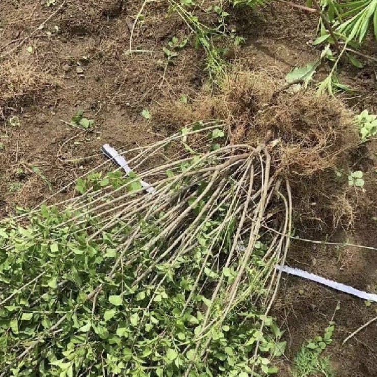 Free Planting Technology Consultation for Wholesale of Clove Seedlings in the Main Production Area of Clove Cultivation