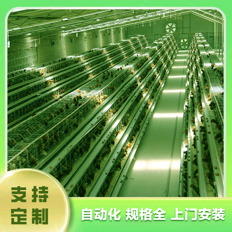 Net raised broiler equipment Xinxiang chicken farm equipment Xinxiang chicken farm equipment How many days does the egg chicken farm produce egg laying chickens Meat chicken farm equipment City chicken farm