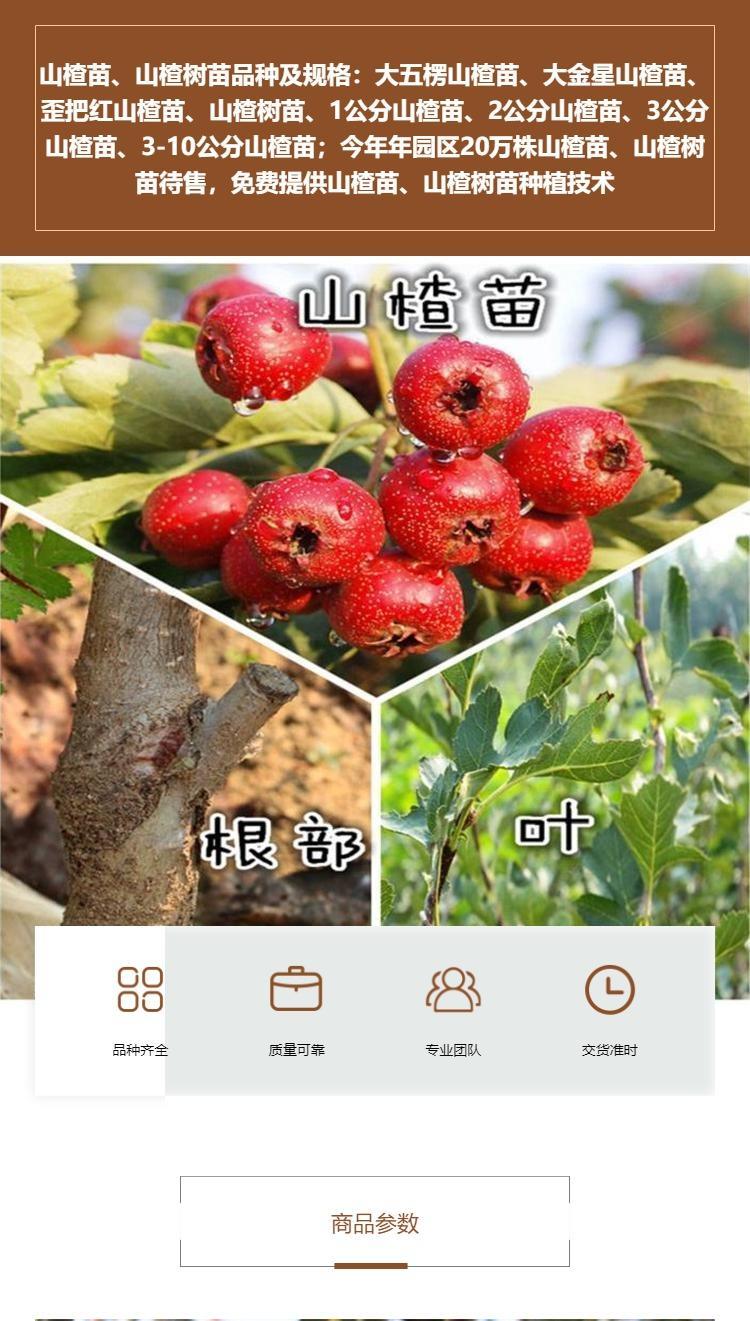 0.8cm thick grafted hawthorn seedlings, high-quality fruit seedlings grow quickly and well, new and medium-sized seedlings