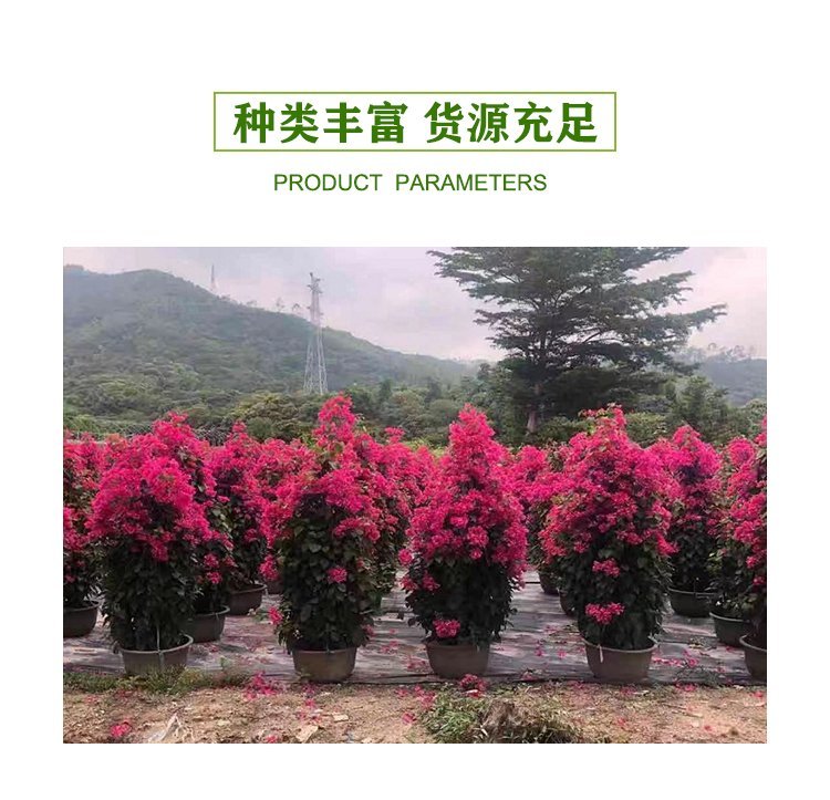 Water red triangular plum small seedlings, red flower bag seedlings, four season cup seedlings, various specifications of cutting seedlings