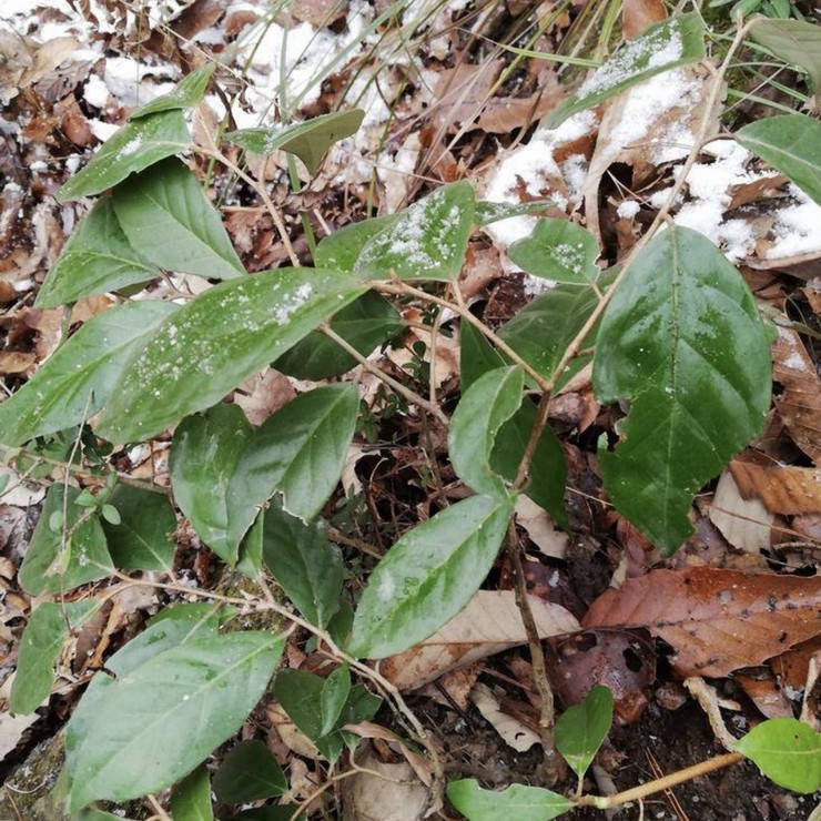 Perennial base supply of fragrant thorn seedlings, nurseries, production areas, direct supply, quality assurance, planting technology sharing