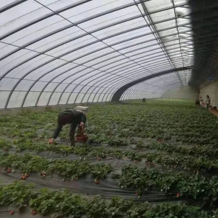 Building a plastic greenhouse with strawberries and grapes for rain protection. The film has good transparency and is fast to install