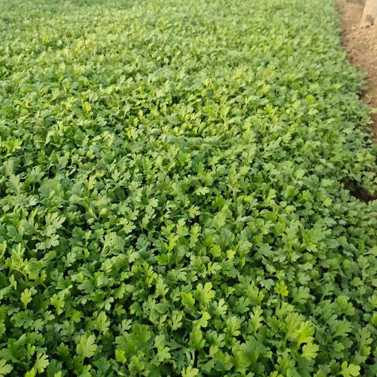 The ground cover chrysanthemums have a long flowering period and dense density, with complete specifications. Planting bases, gardens, and rental flowers are available