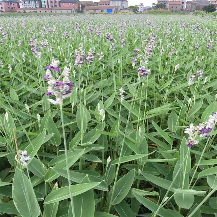 Reaching Flower Seedling Cultivation Base for Perennial Emergent Grass Plants of Zailihua