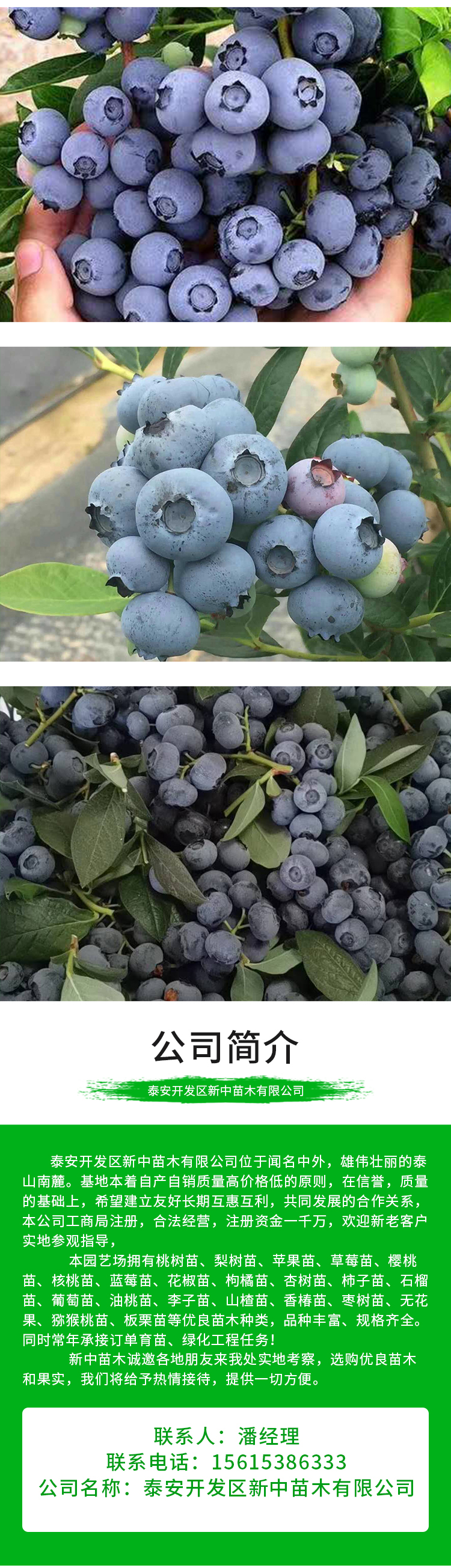 Yunque Blueberry Seedling Base Sells Early Mature Big Fruits and Vigorous Growth of New and Medium Sized Seedlings