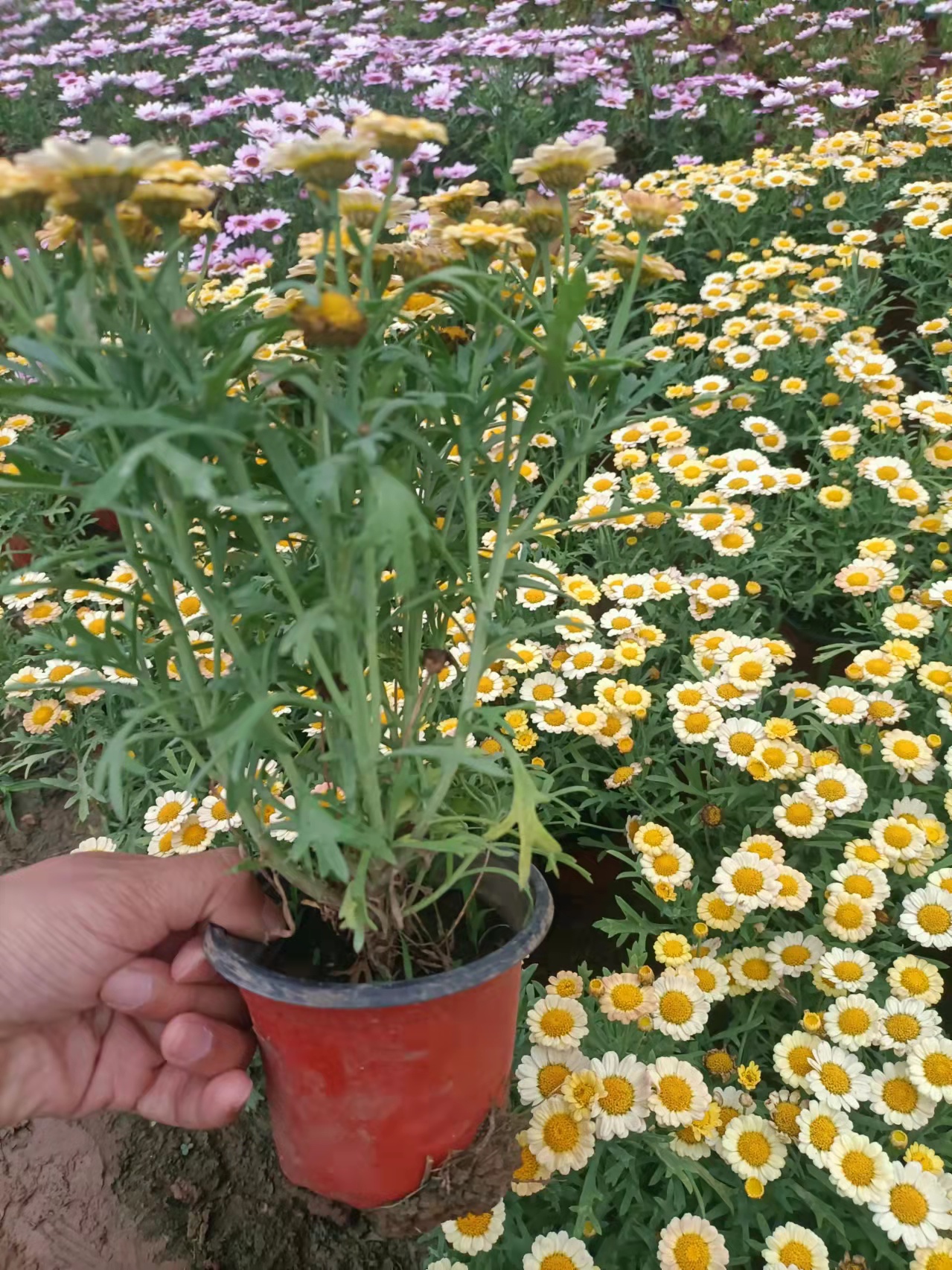 Wooden Chrysanthemum, Margaret Flower Seedlings, Potted Candy, Daisy, Daisy, Ji Xiaoju, Balcony, Garden, Potted Plants