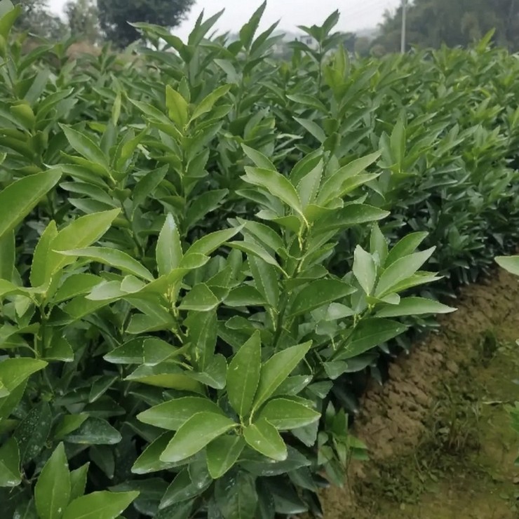 More than ten years of experience in seedling cultivation under the full process technical guidance of direct supply of Sanming seedless fertile citrus seedlings by farmers