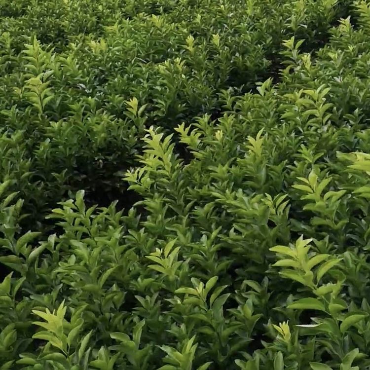 苗木合作社自营基地供应砂糖橘树苗 多年生根系发达 成活高规格齐全