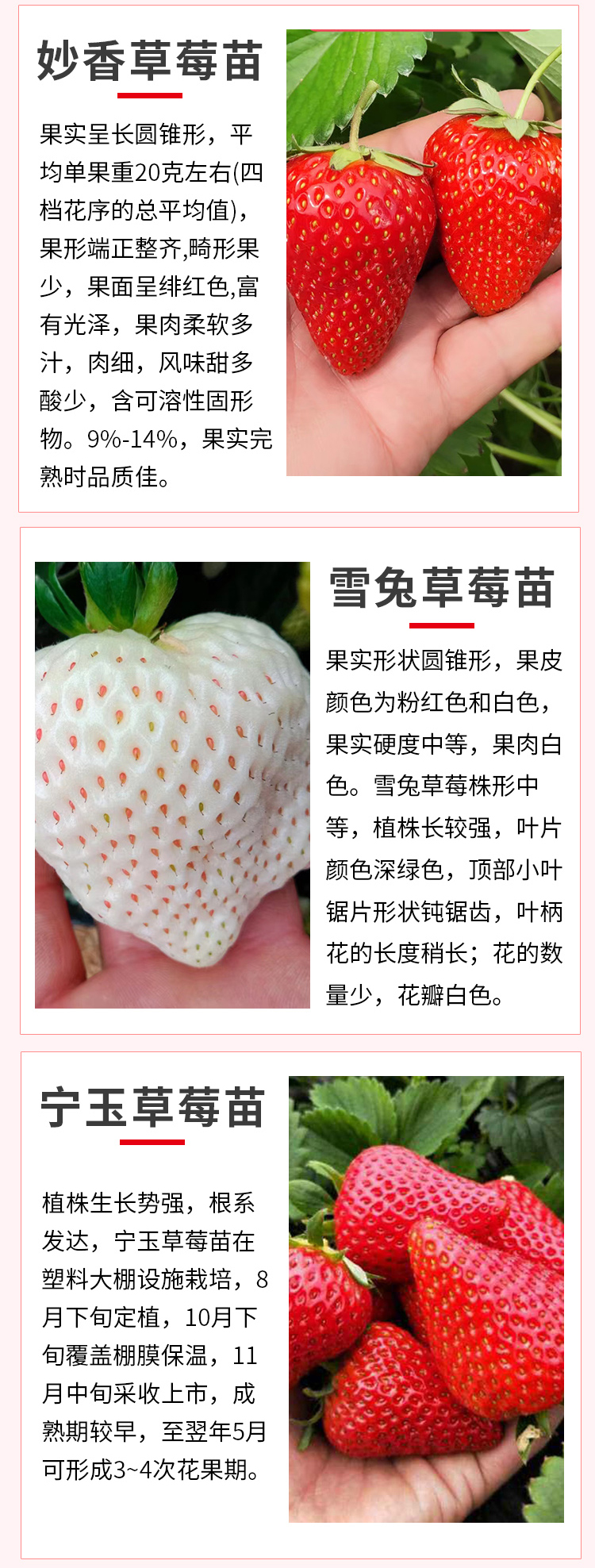 Zhang Ji, an old variety of sweet Charlie strawberry seedlings grown in high yield greenhouses every year