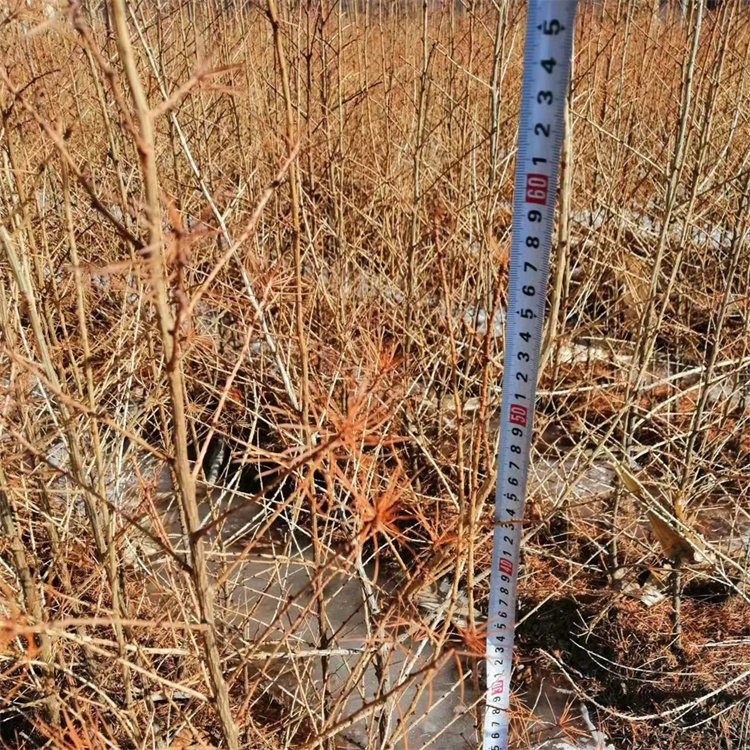2年日本落叶松苗 苗圃直供 大量现货 提供种植技术 支持在线交易