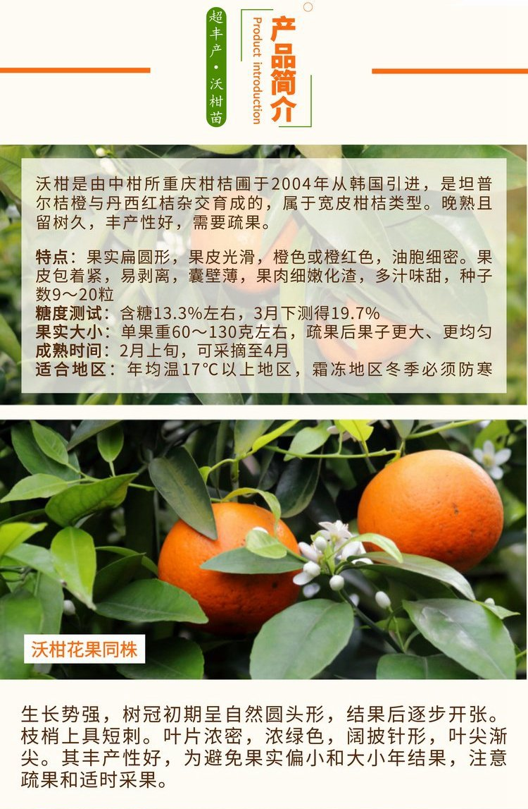 Market advantages of Newhall navel orange seedlings, easy to survive, extensive management technology, variety characteristics