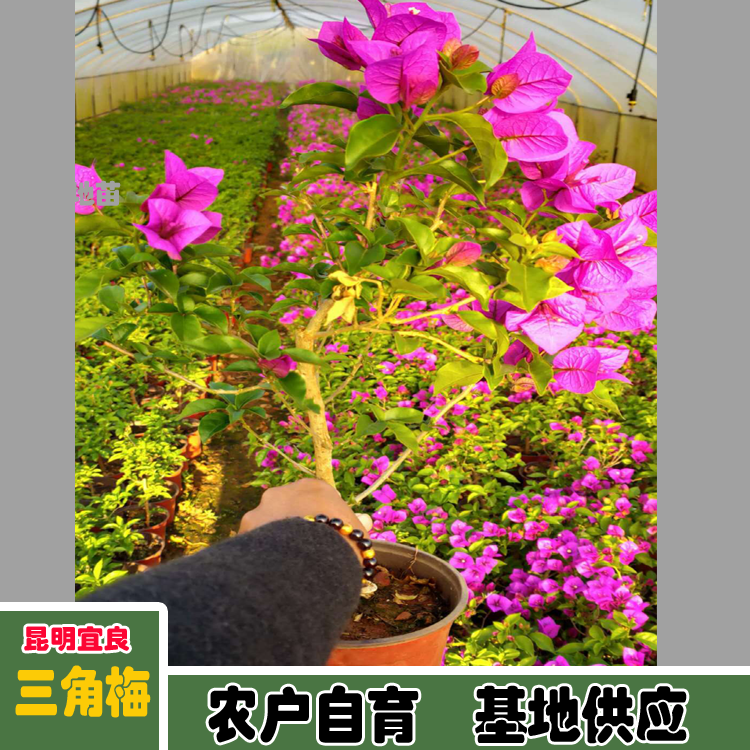 Xinliao Sannong Precious Triangle Plum Picture Leaf, Flower, and Seedling Shape 60-110 cm