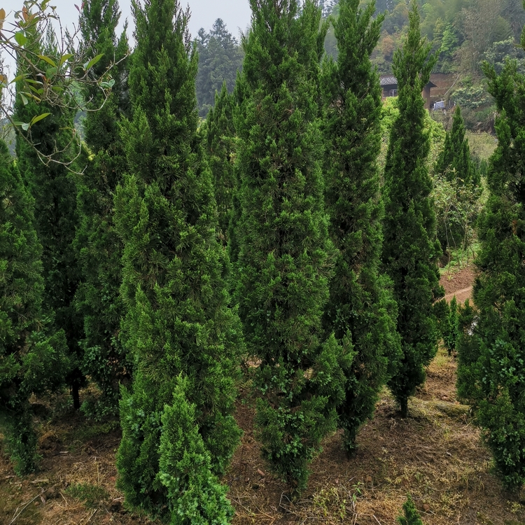 Baota Pine Seedling Wholesale in Growing region Baota Pine Seedling Wholesale Base