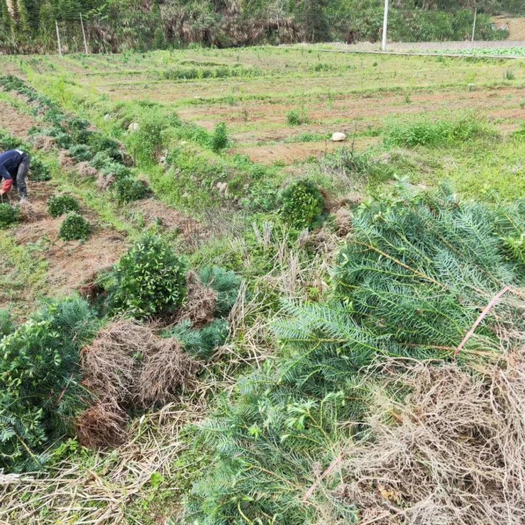 More than ten years of experience in seedling cultivation under the full process technical guidance of direct supply of 3cm metasequoia by farmers