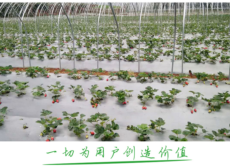 Shuaifeng Strawberry Mulch Multifunctional Greenhouse Film Watermelon Special Film Agricultural Plastic Film Manufacturer Wholesale