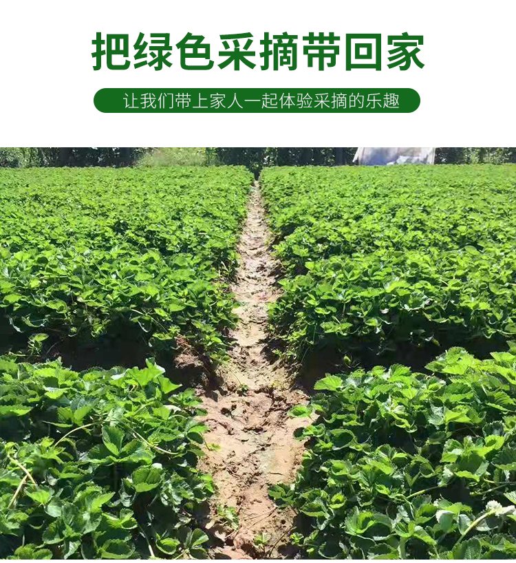 Zhang Ji, an old variety of sweet Charlie strawberry seedlings grown in high yield greenhouses every year