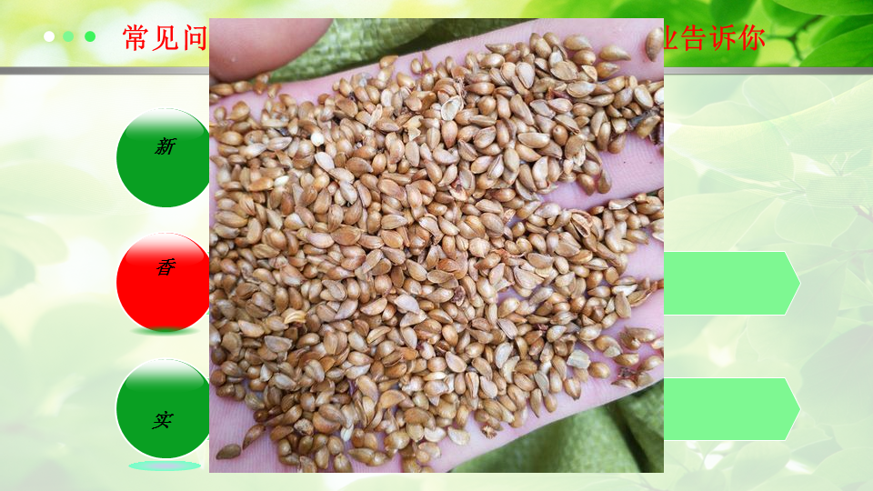 Self produced and self sold cherry tree seeds with golden color are welcome to purchase from manufacturers for supply