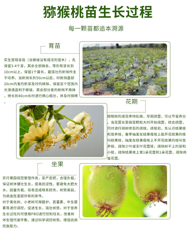 Characteristics of Kiwifruit Seedling Varieties: Resistance to Repeated Cropping, Strong Drought Tolerance