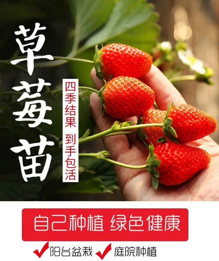 The base sells new red colored strawberry seedlings, Suizhu strawberry hole plate seedlings, with well-developed hair and fine roots, which can be excavated and distributed immediately