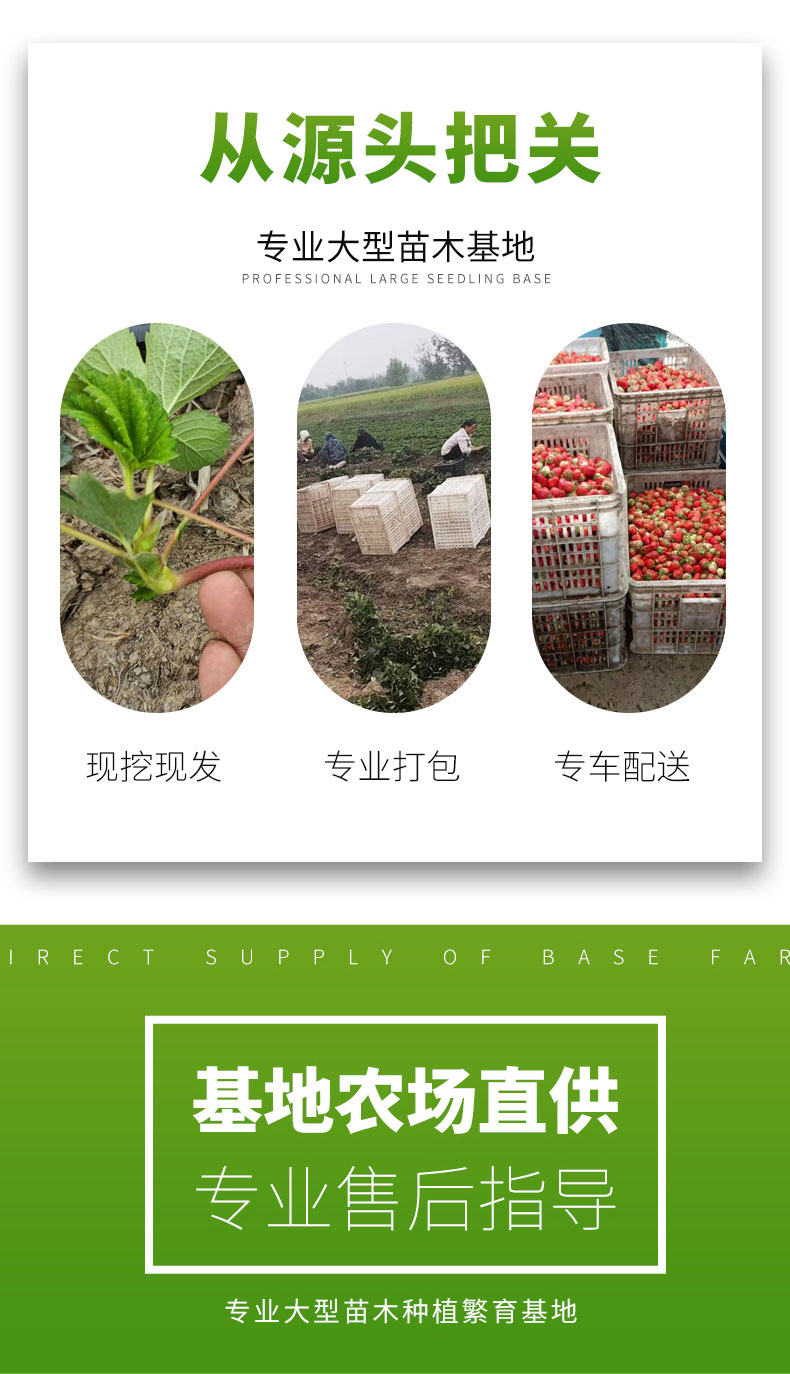 Snow White Strawberry Seedling and Fruit Seedling Base Cultivates and Uses LF817 Lufeng with Developed Roots