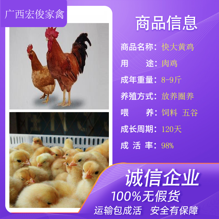 云南丽江小鸡苗批发市场1斤左右鸡苗批发市场养鸡小妙招