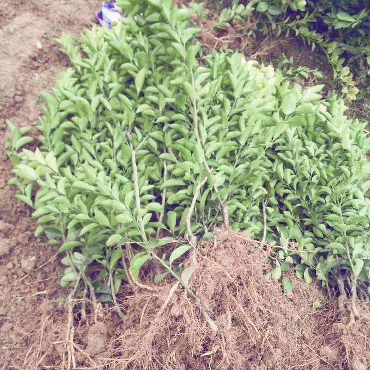 On the same day when the seedlings are raised, the varieties of citrus seedlings are complete, the quality is guaranteed, and the root system is developed. Planting and management are good