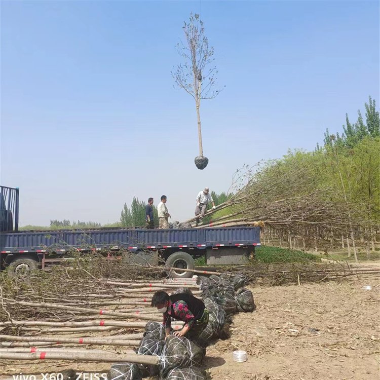 苗木基地 出售 金丝楸 城市绿化 美化环境 发货迅速
