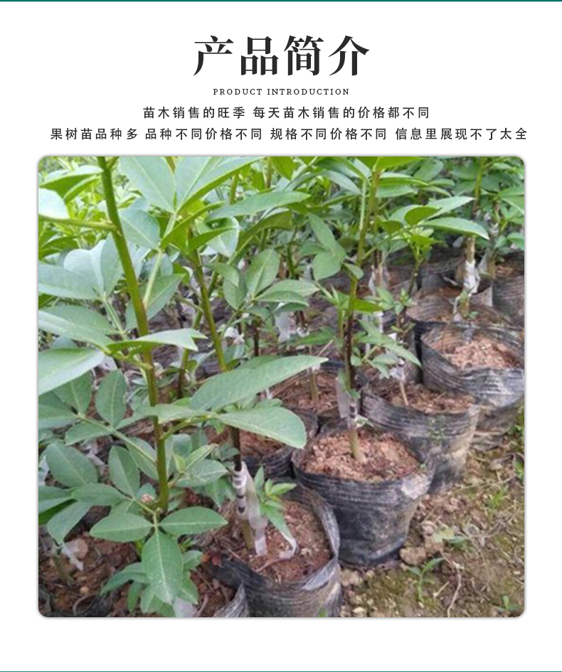 Wholesale of pepper seedling base for 2-year rooting, good formation, fast fruiting, early pest resistance seedlings