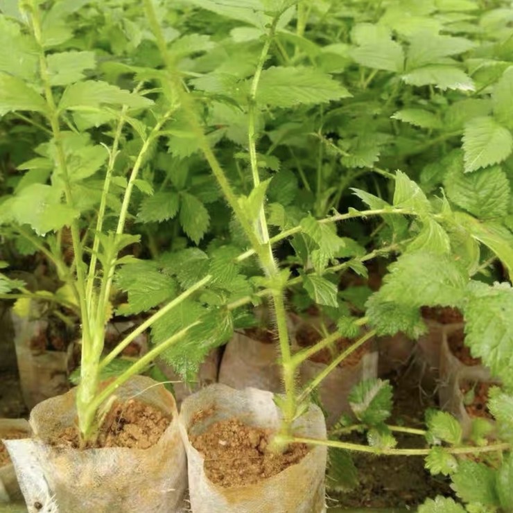 The main production area of Longya Grass cultivation is Longya Grass seedling wholesale base, which has low planting costs