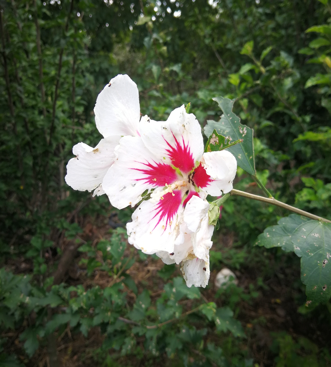 Long term supply of cluster hibiscus flowers, three centimeters long, with complete specifications of red hibiscus flowers