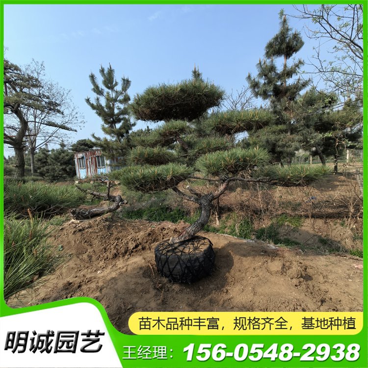 别墅庭院绿化黑松树 3米 4米5米小区用油松树冠飘逸优美造型景观松