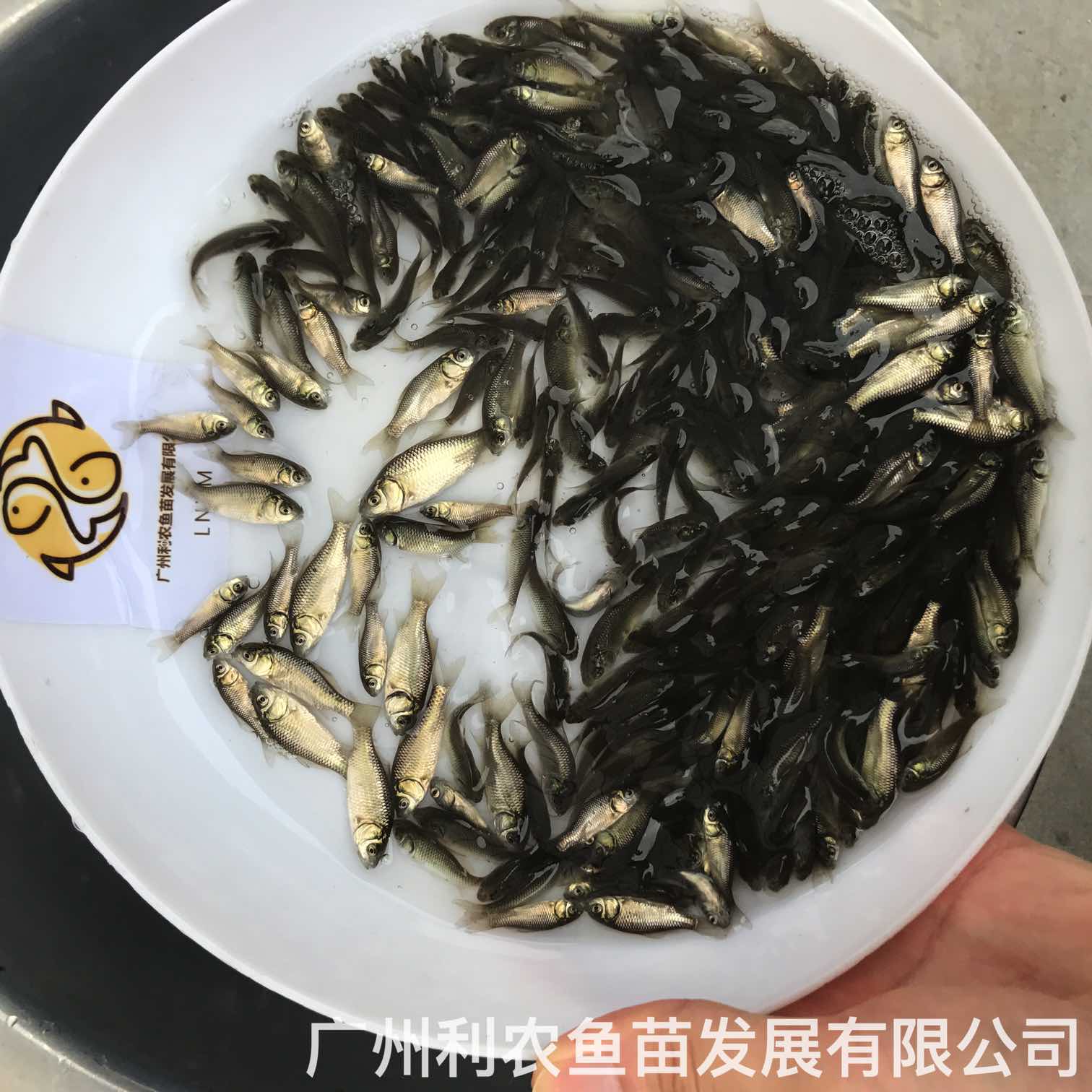 Wholesale of Zhongke No.5 and No.3 crucian carp fry can grow one kilogram in half a year, and can be shipped nationwide with cold resistance and fast growth