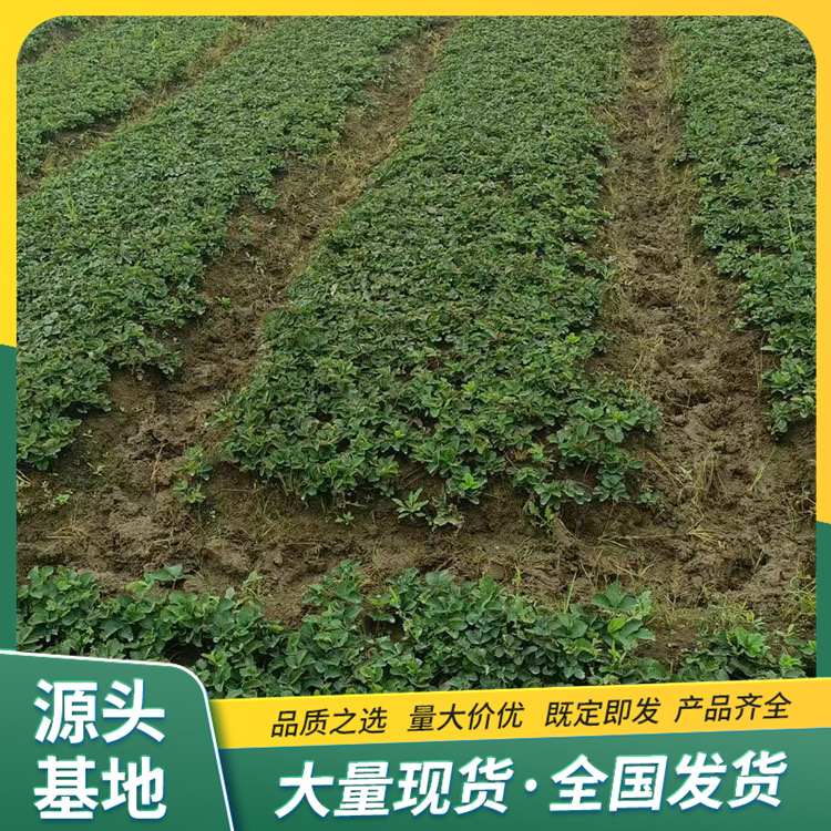 Sweet Charlie Strawberry Seedling and Fruit Seedling Base Cultivation and Utilization Source Factory Flower Bud Differentiation Zaolufeng Horticulture