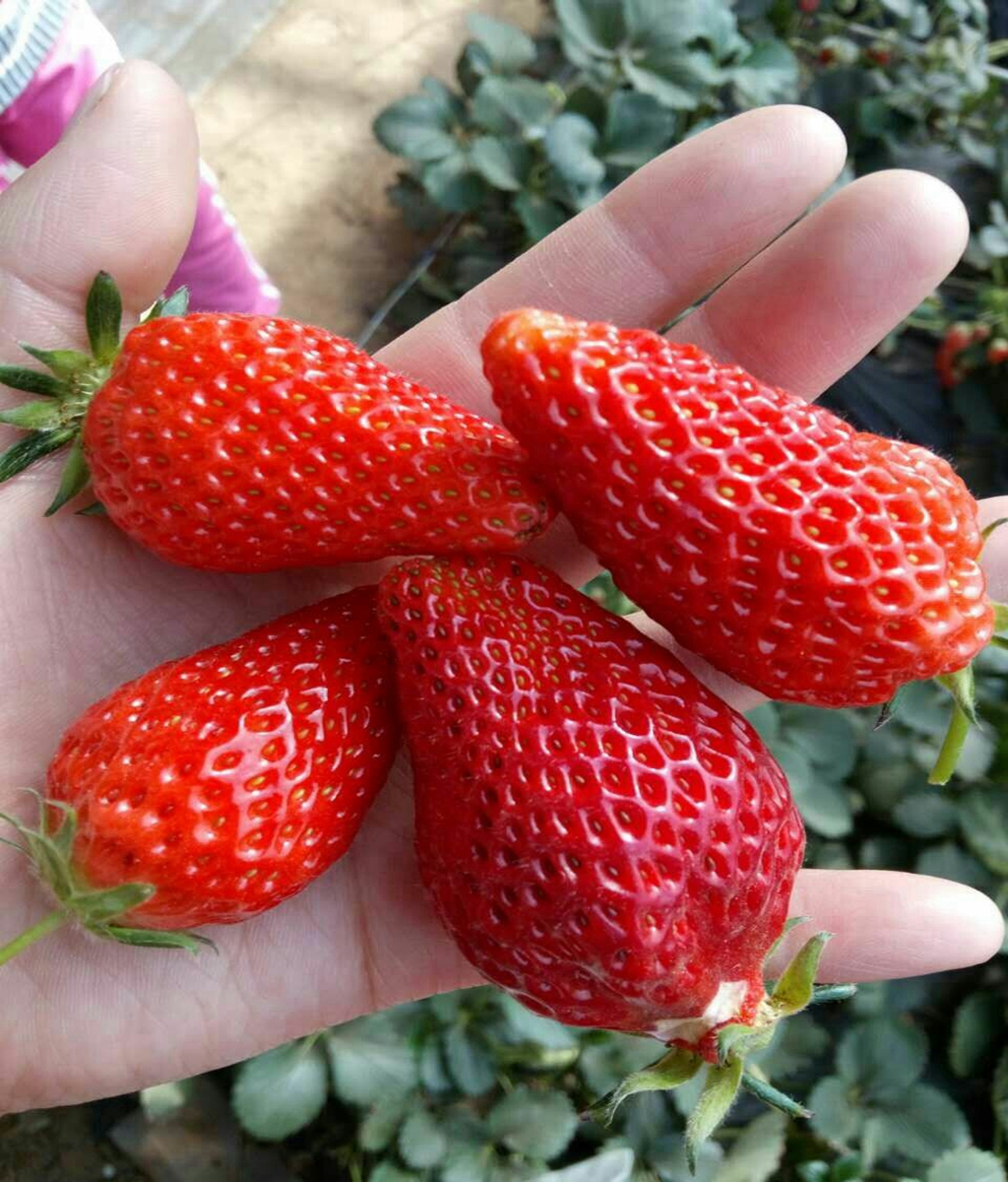 Land Strawberry Seedlings Sweet Charlie Yield High Speed Frozen Cut Ding Deep Processing Long Term Supply