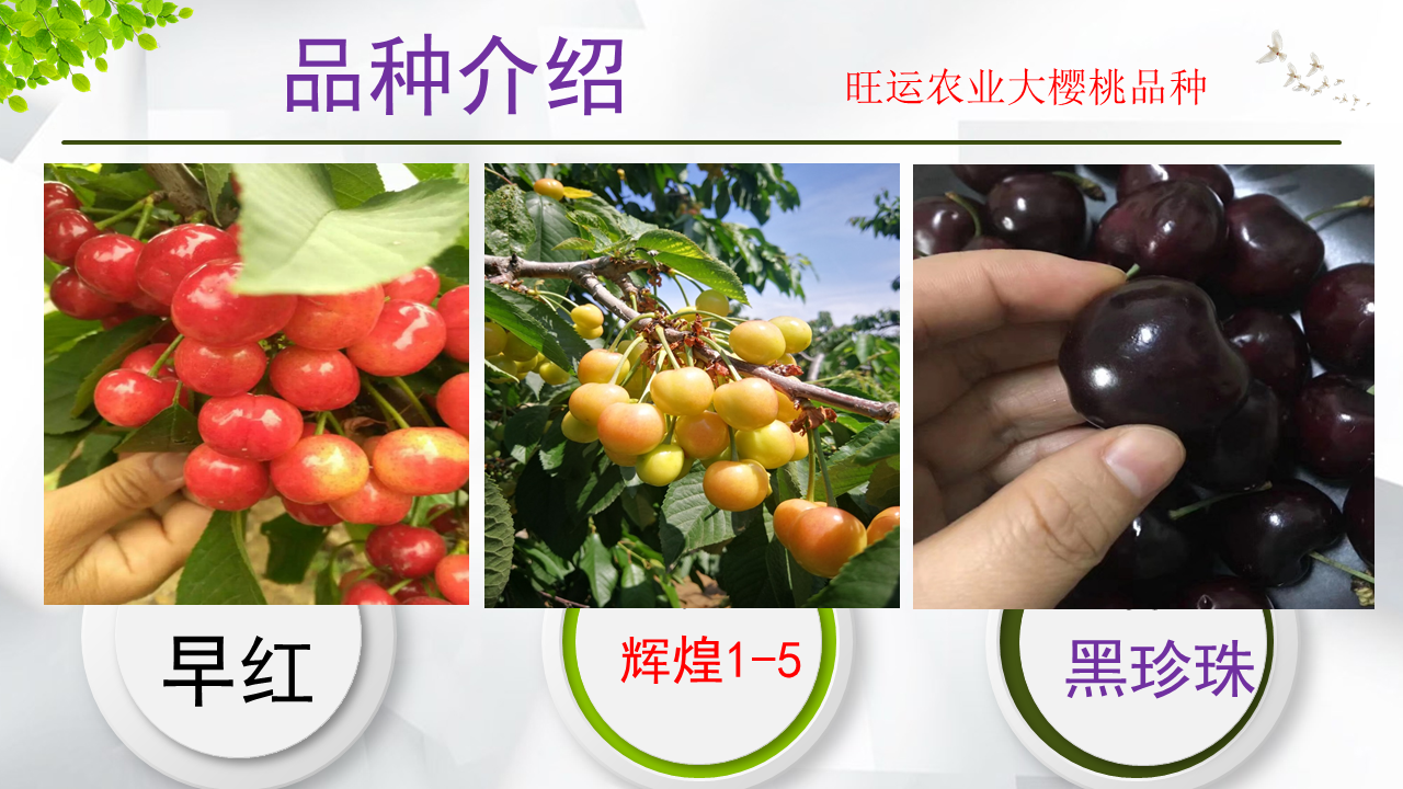 Yellow cherry seedling variety Huangmibinku Brilliant and mature, sweet and not sour, with a bright and slightly reddish color