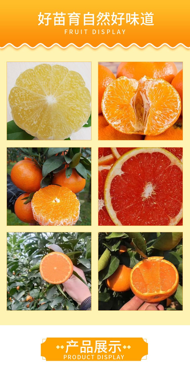 Red heart orange seedlings have advantages in early fruiting, high yield, and disease free product performance. The taste is good, fragrant, and sweet