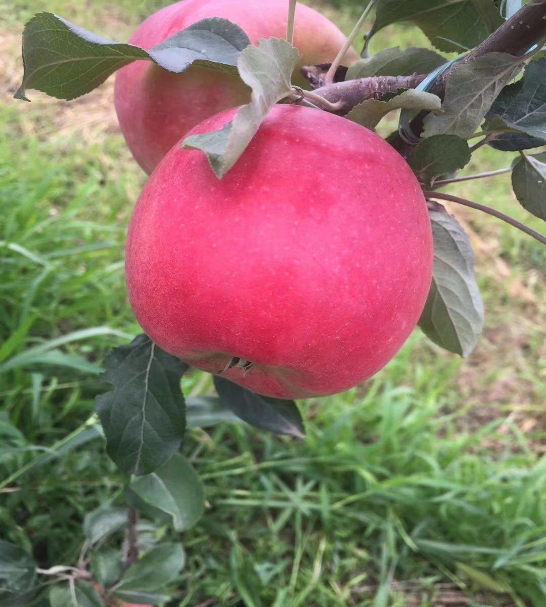 Domestic late maturing apple seedlings with large national light and small national light, suitable for sour and sweet storage, and delicious taste