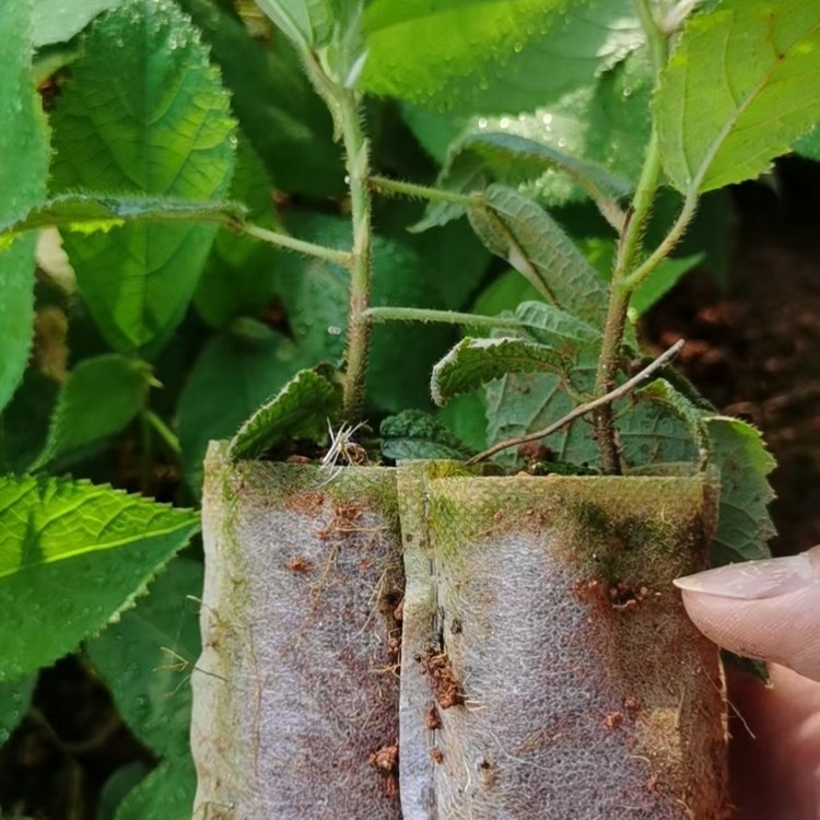 More than ten years of experience in seedling cultivation under the full process technical guidance of self operated seven finger peach seedlings in the seedling cooperative